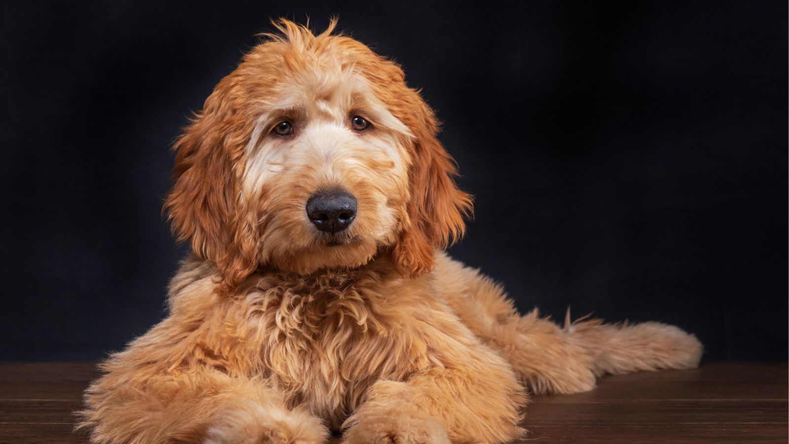 goldendoodle marron