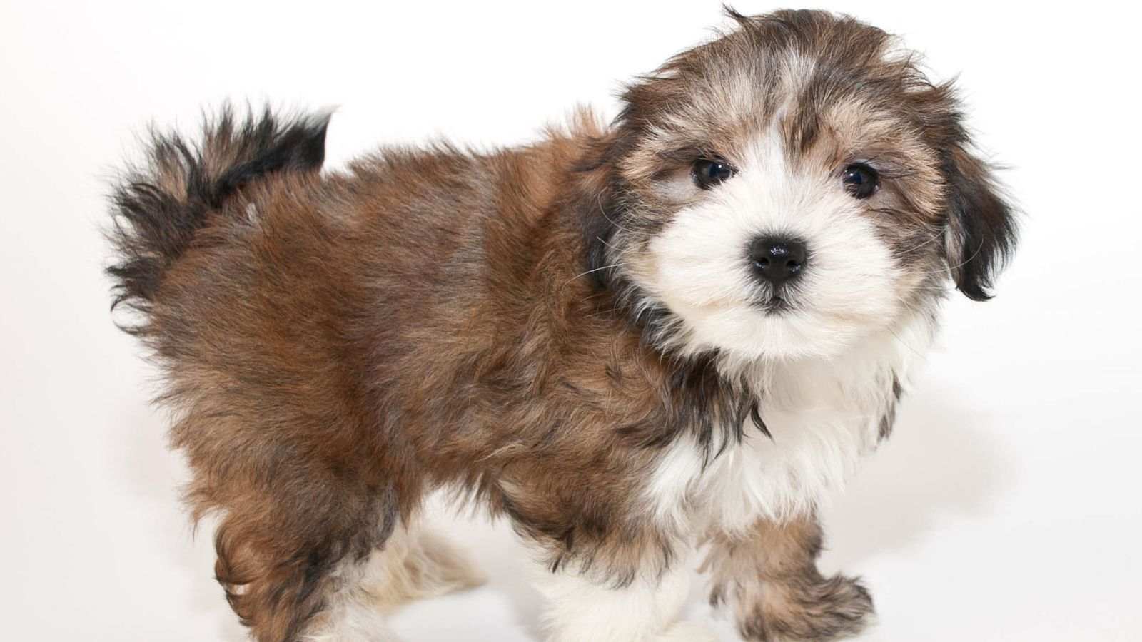 perrito marron pequeño