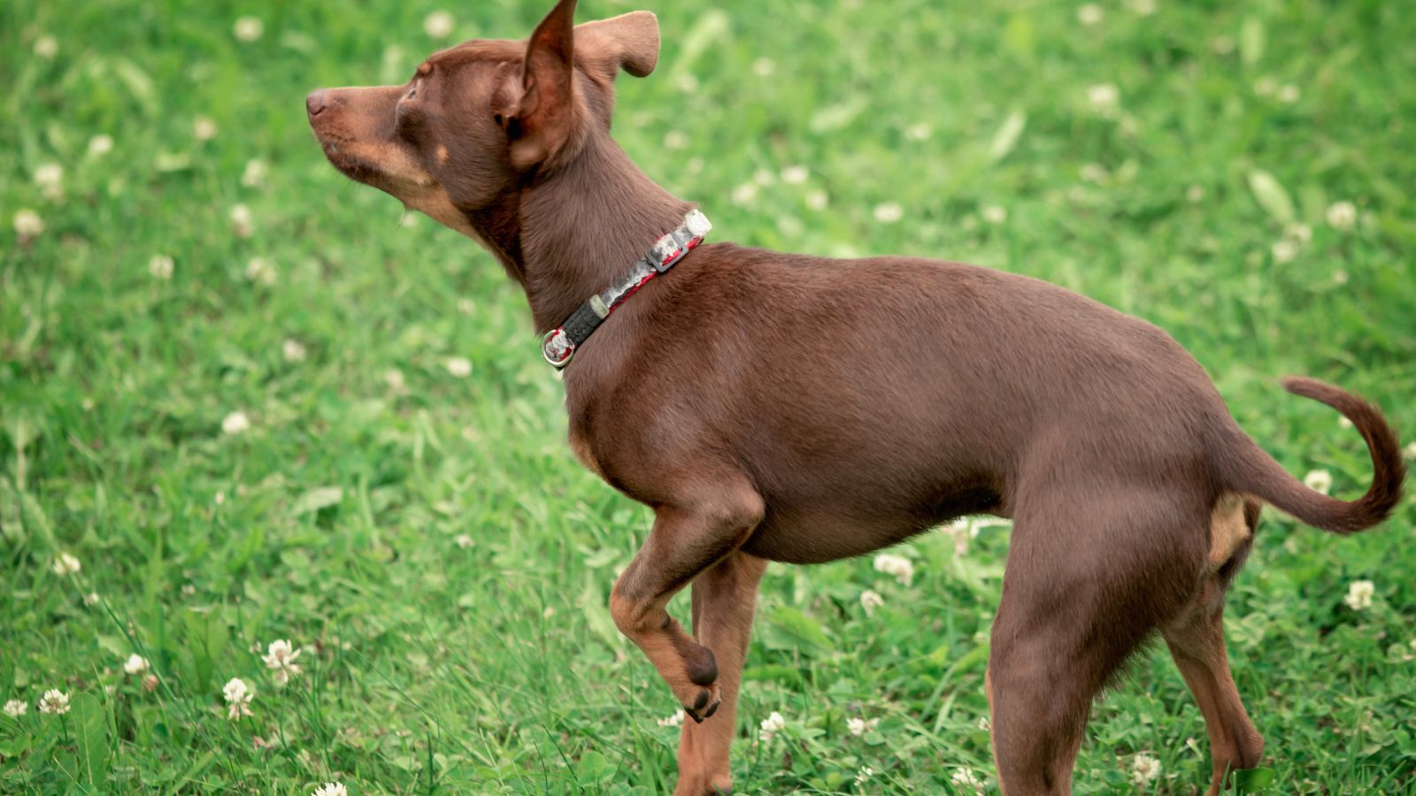 perrito pequeño marron