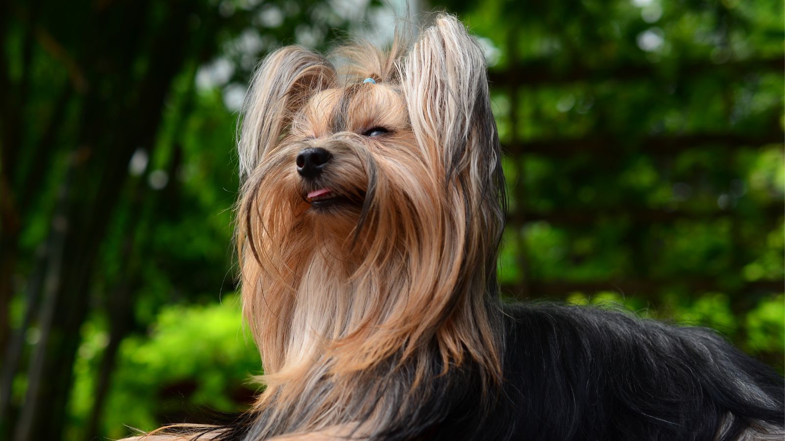 perritos marrones pequeños