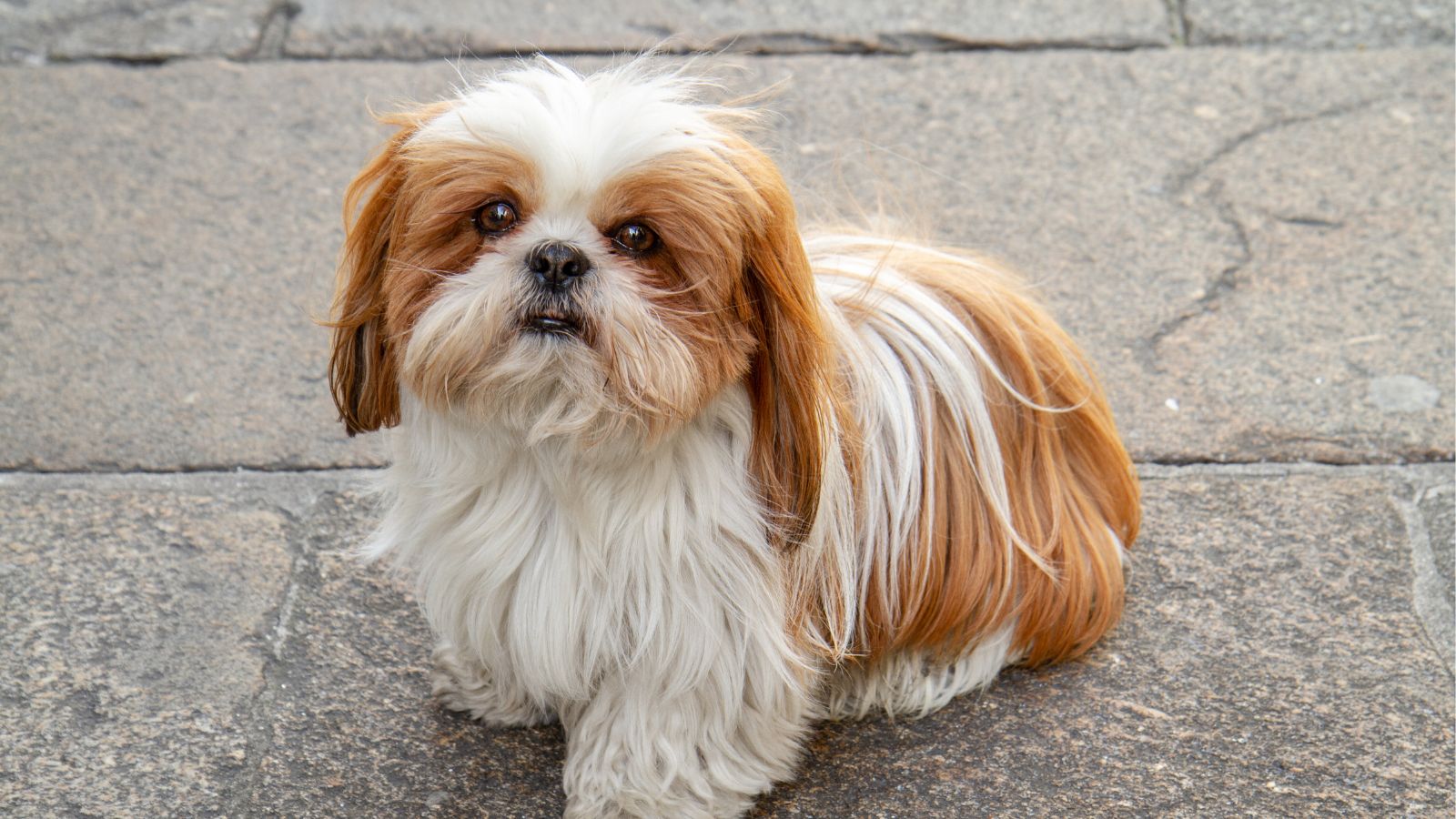 perro chiquito marron