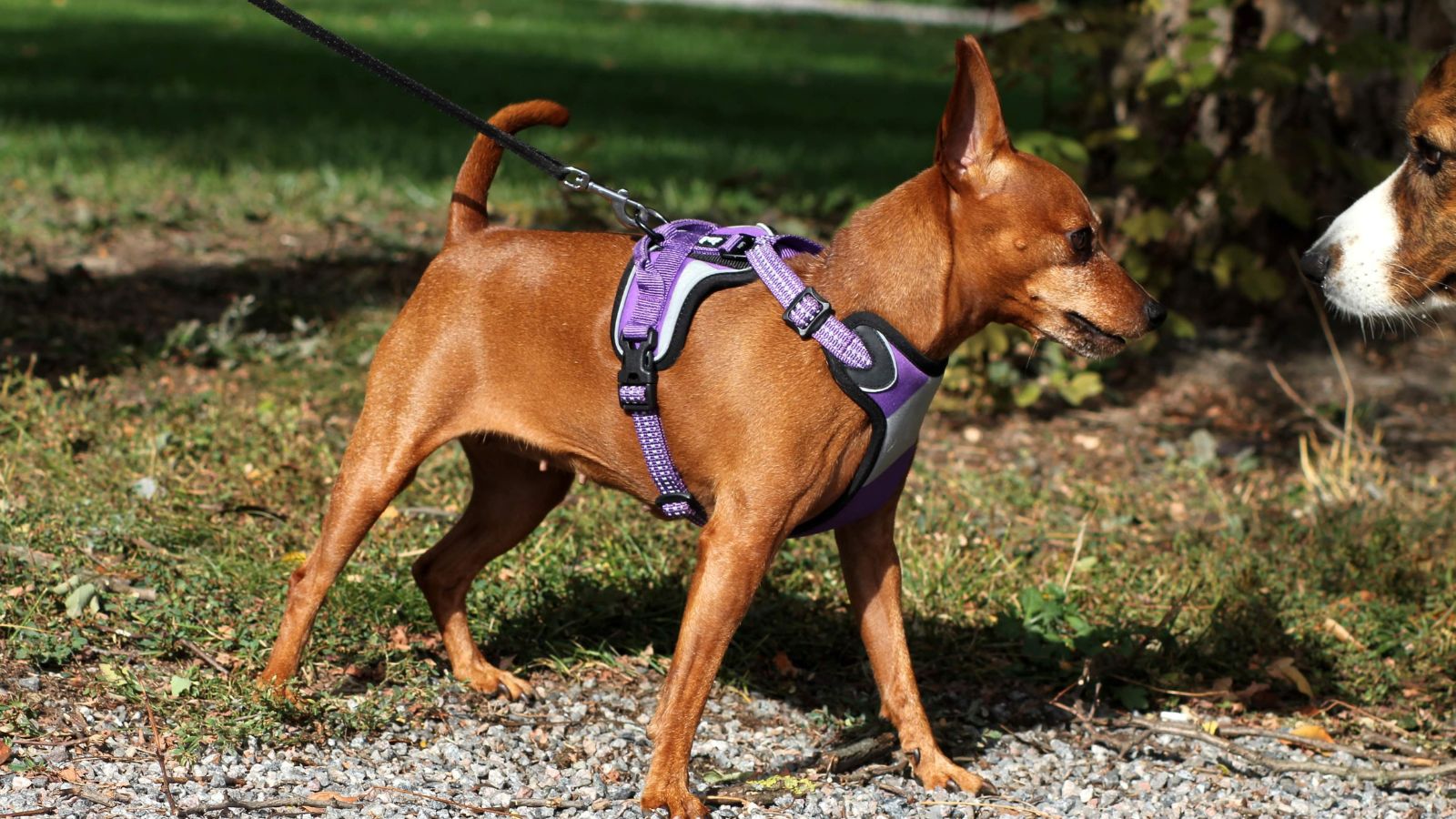 perro marron chiquito