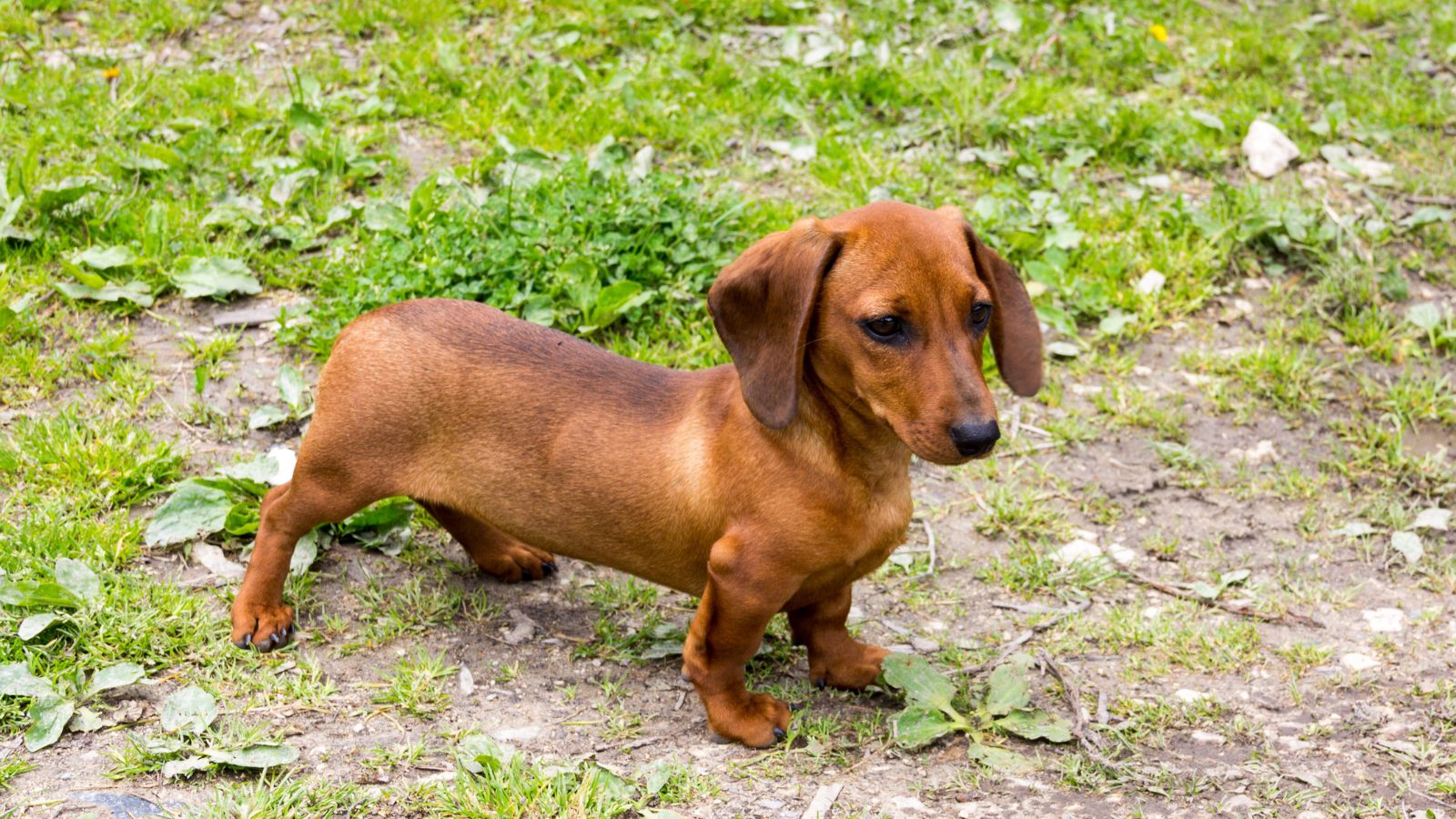 perro pequeño marron pelo corto