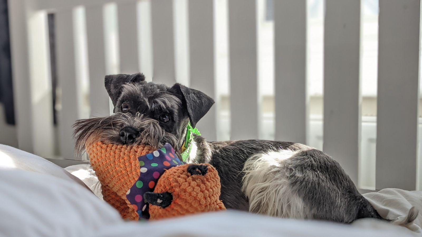 perro tamaño pequeño perro tamaño pequeño
