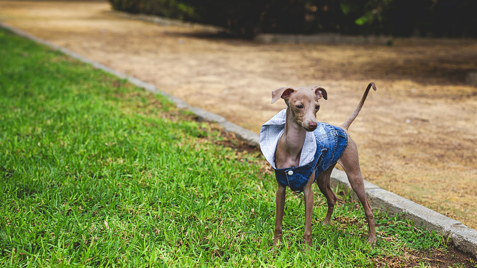 perros pequeños en adopcion gratis. perros pequeños en adopcion gratis