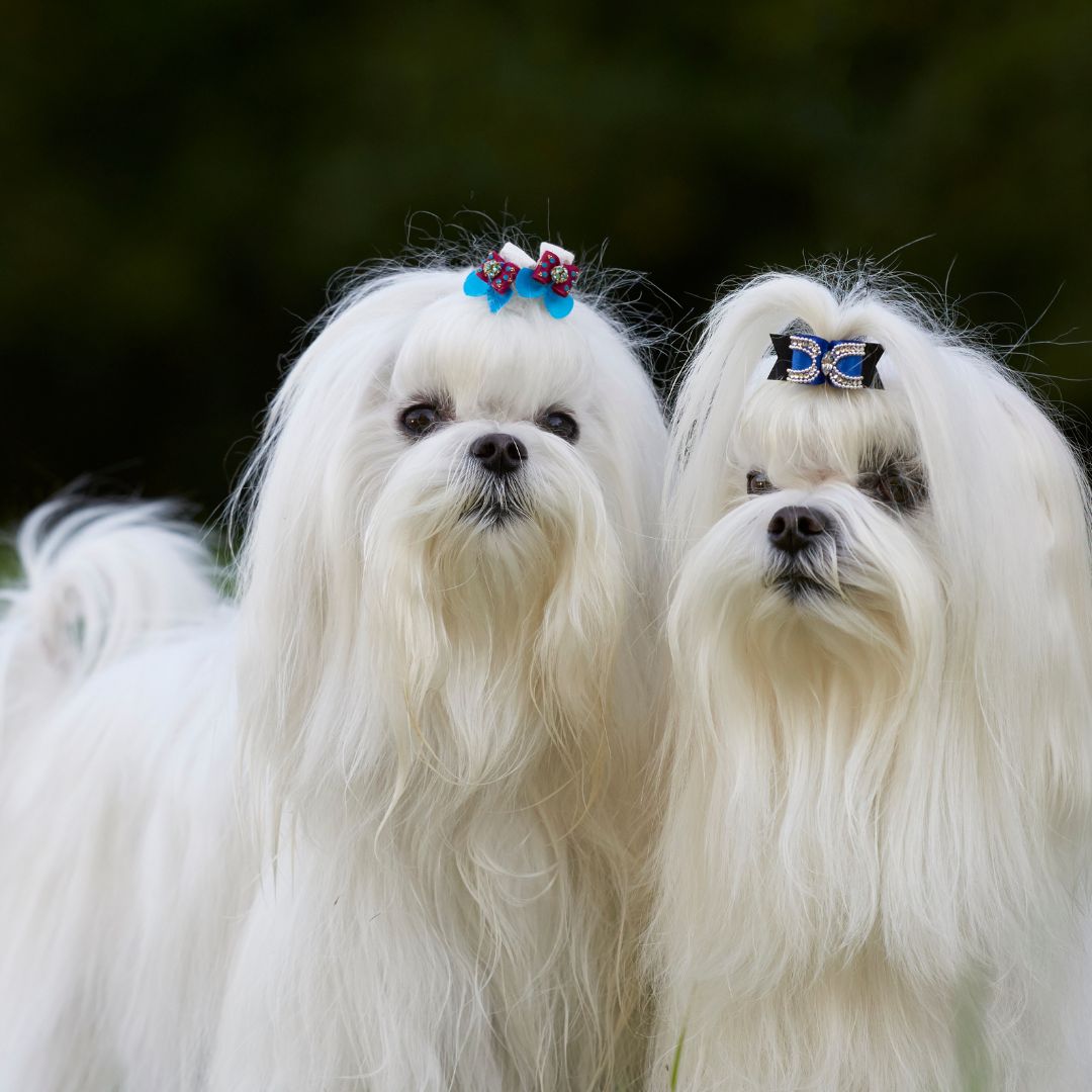 Los Perros M s Caros Y Premium Del Mundo