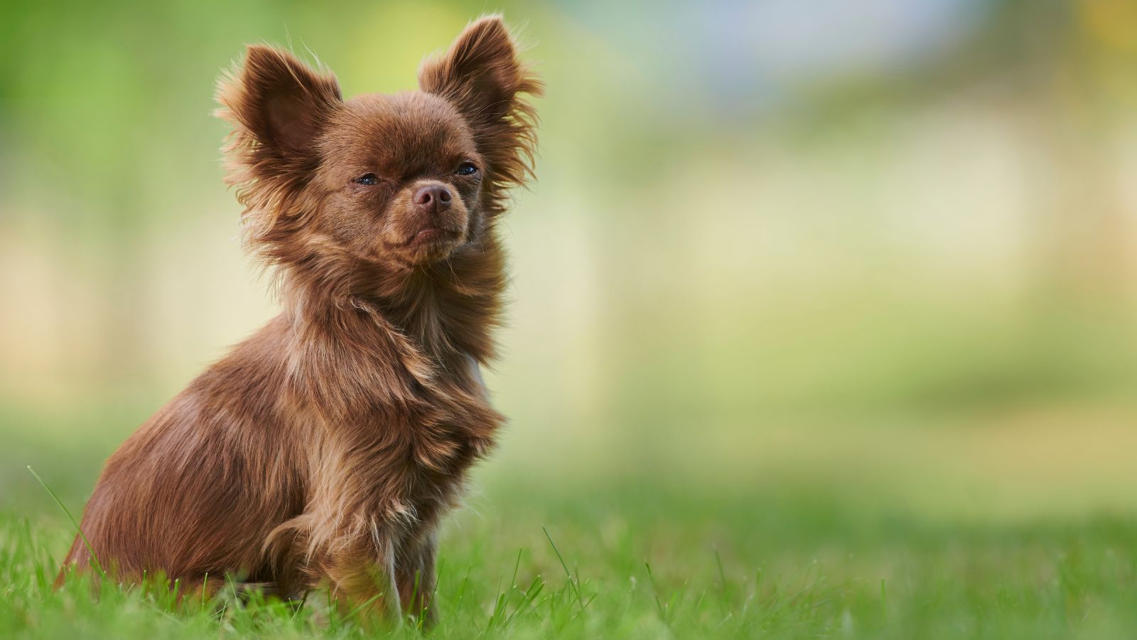 razas de perros pequeños marrones