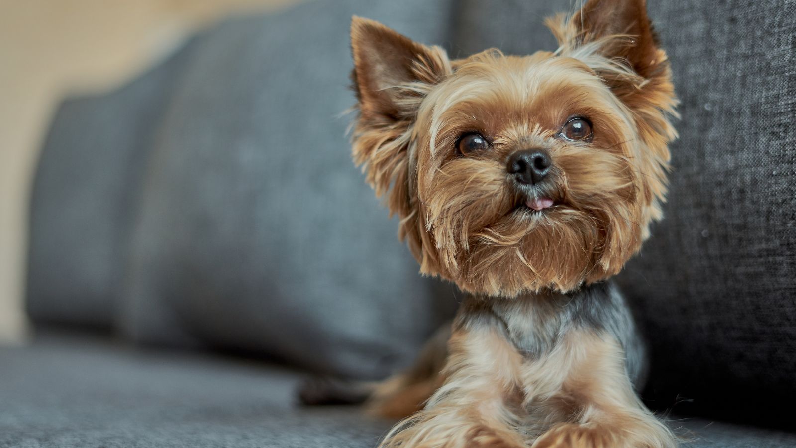 razas de perros pequeños y baratos razas de perros pequeños y baratos