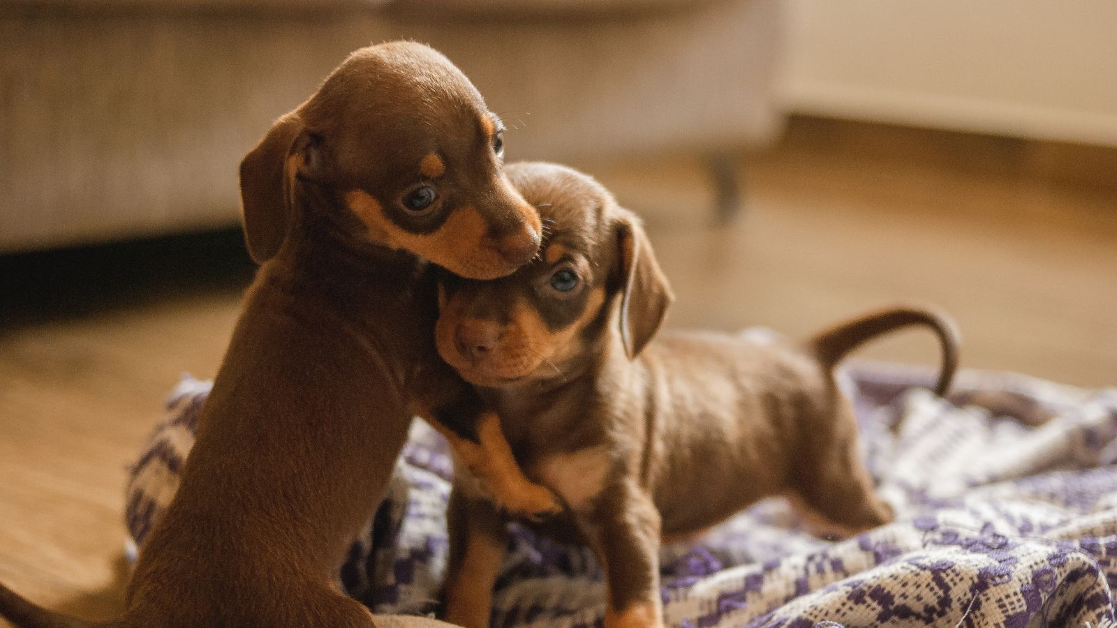 tipos de perros pequeños tipos de perros pequeños
