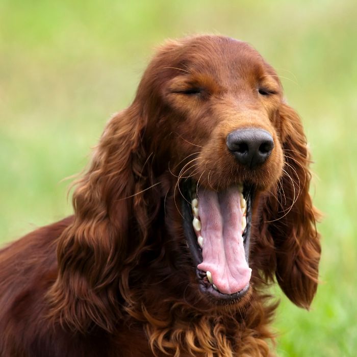 Setter Irlandés perro