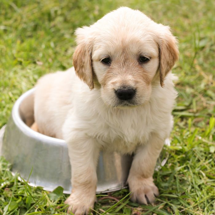 cachorros labrador retriever cachorros labrador retriever