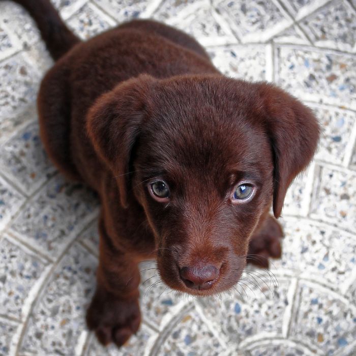 comprar labrador retriever comprar labrador retriever