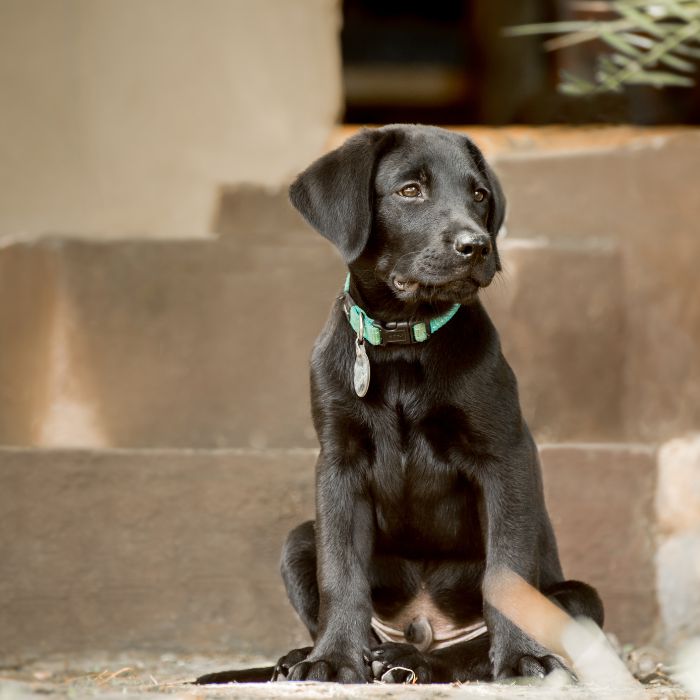 labrador retriever cachorro labrador retriever cachorro