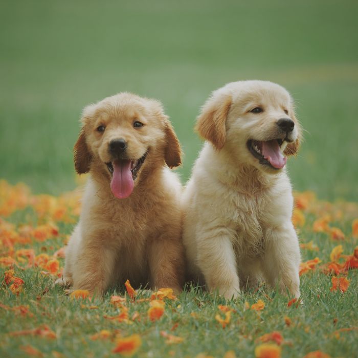 precio labrador retriever precio labrador retriever