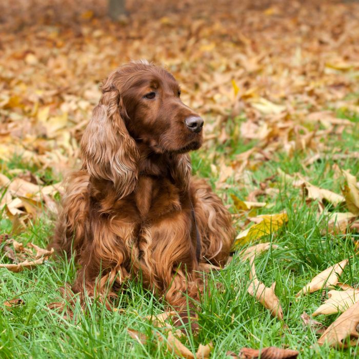 precioso setter irlandes