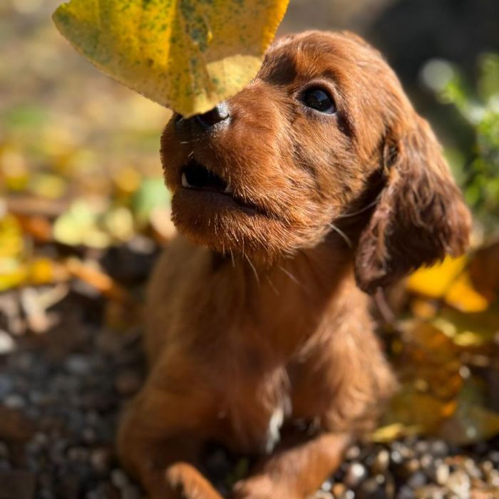 setter