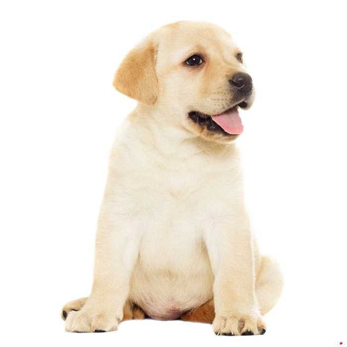 venta labrador retriever venta labrador retriever