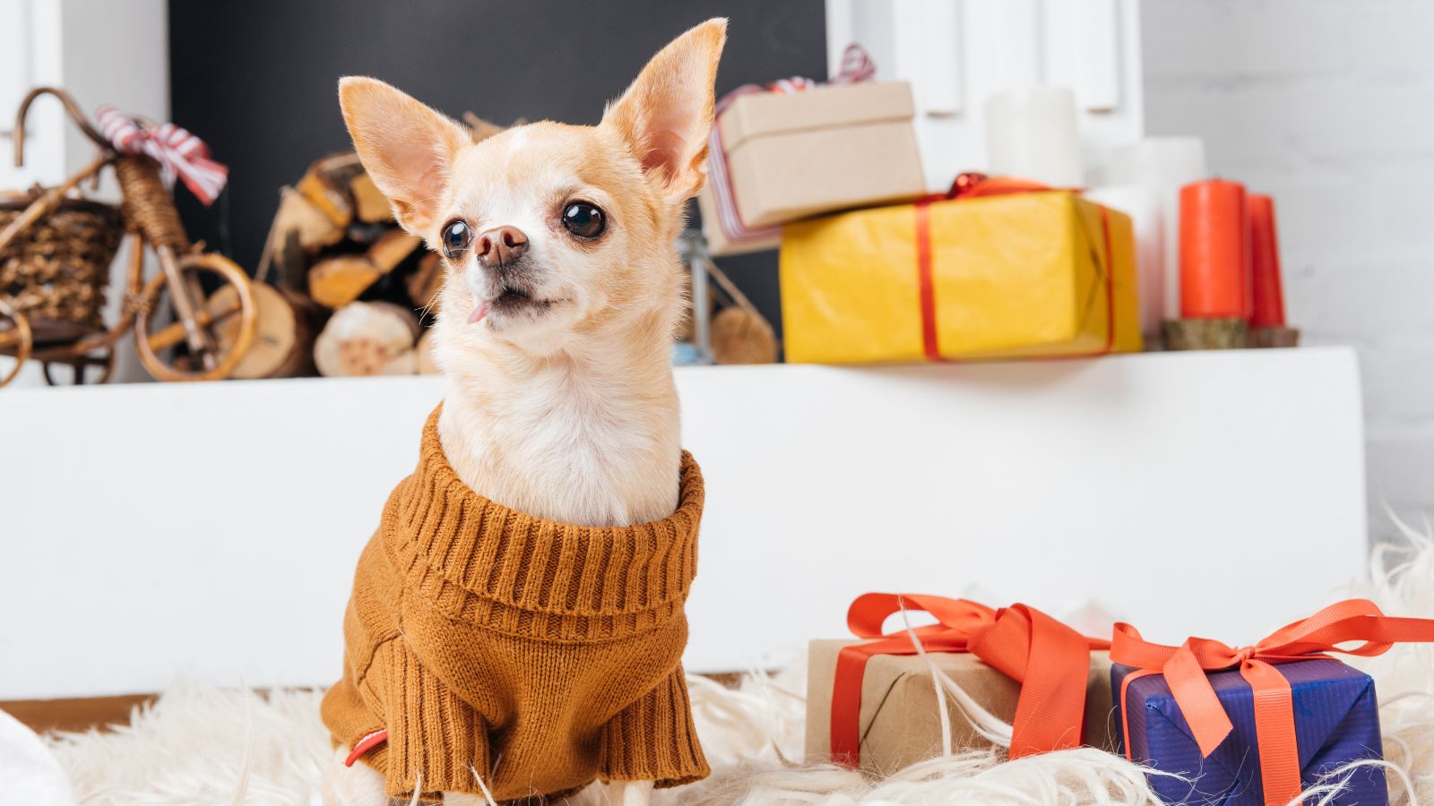 Perritos monos