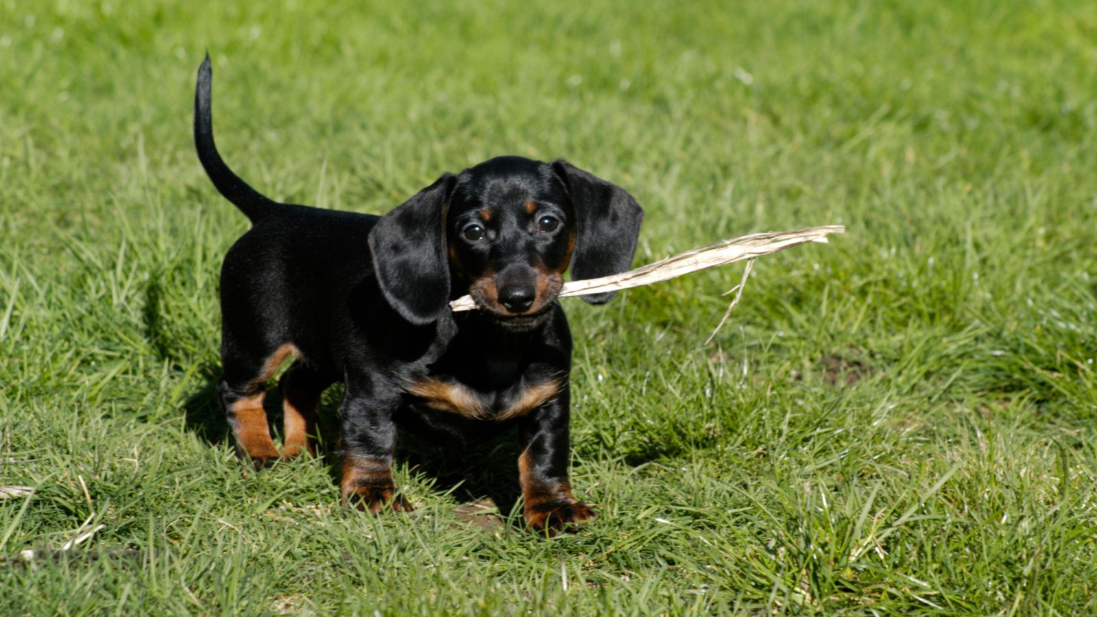 Perritos tiernos