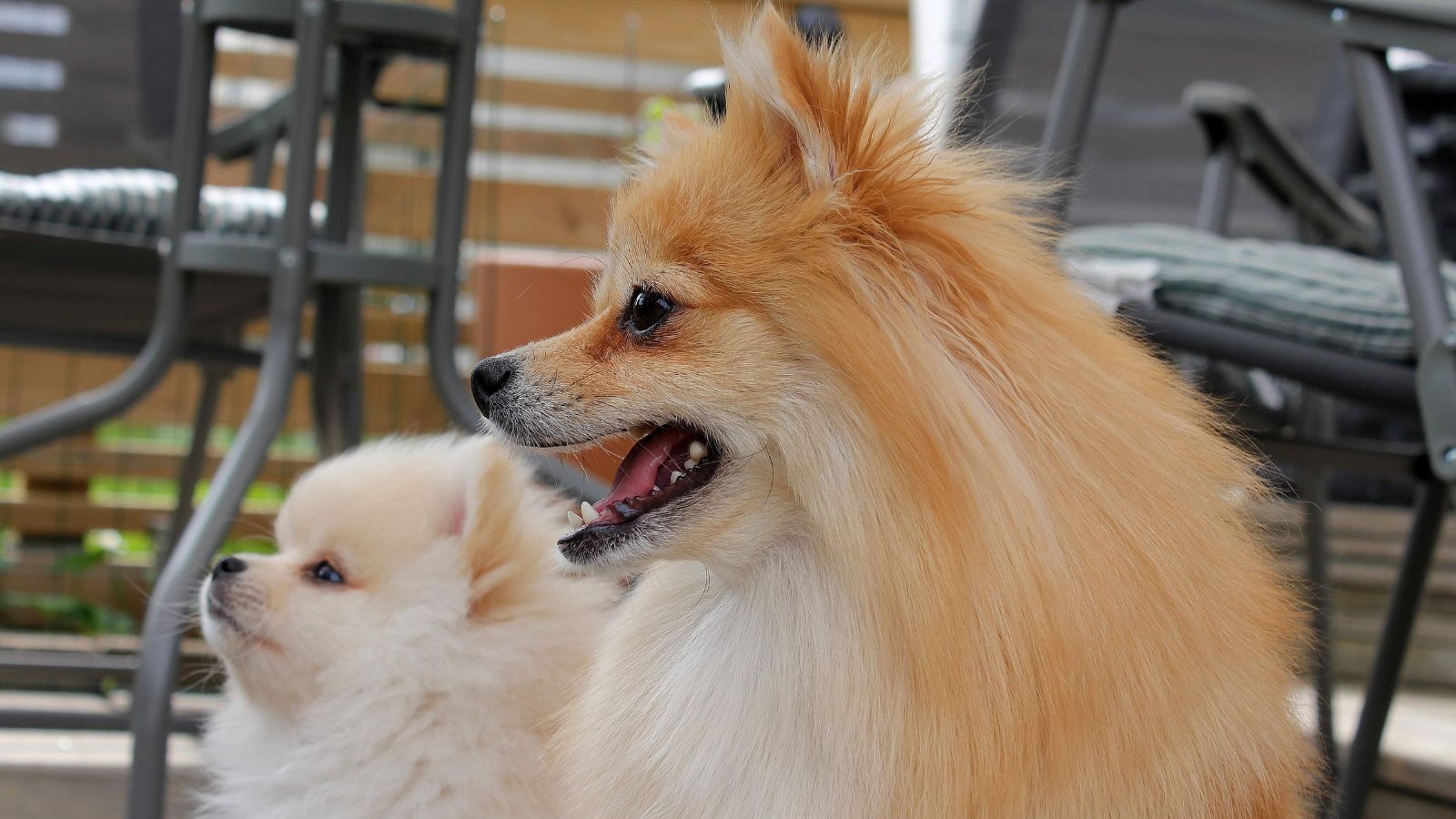 cachorros adorables