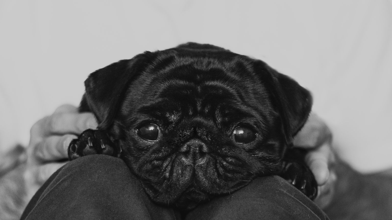 perritos pequeños negros perritos pequeños negros