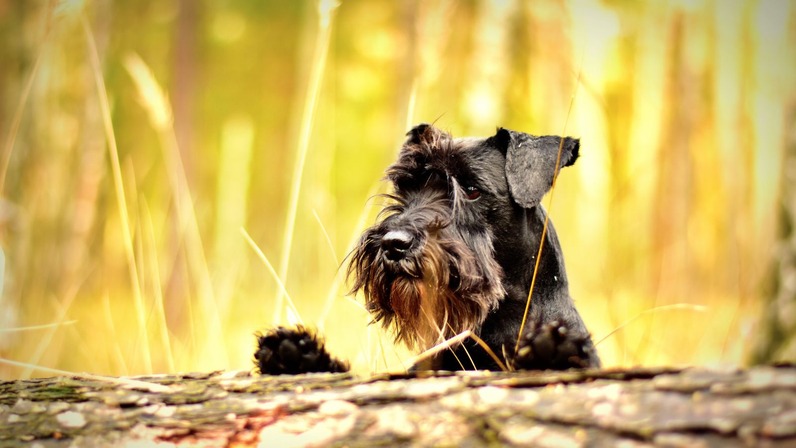 perro pequeño peludos negros perro pequeño peludos negros