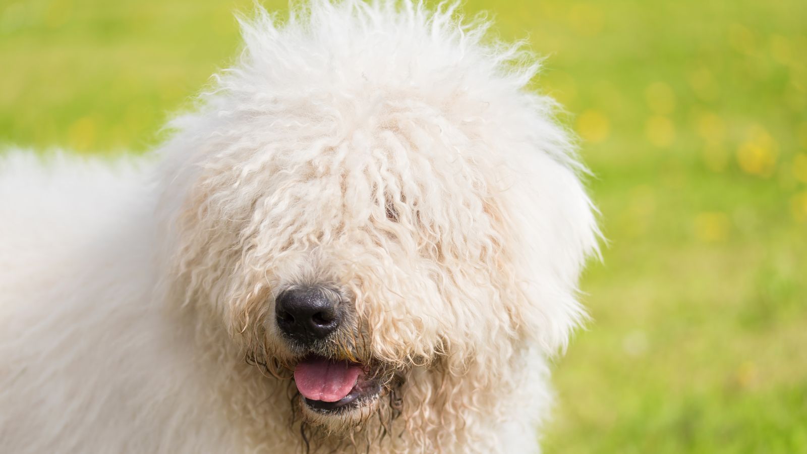 Komondor Komondor