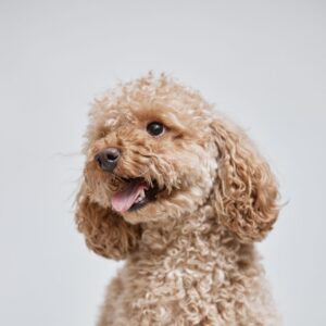 perros con pelo rizado
