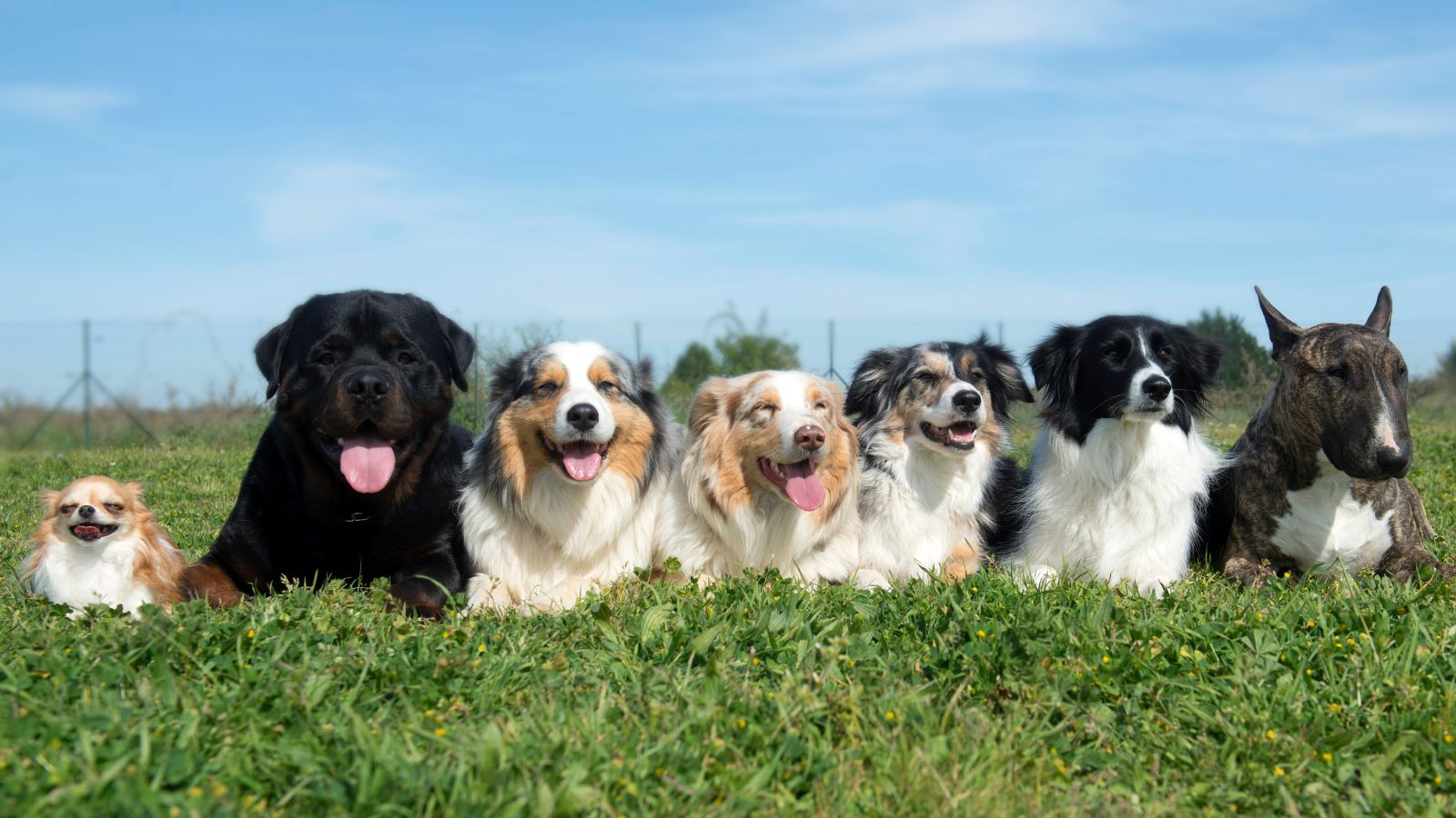 perros por tamaño perros por tamaño