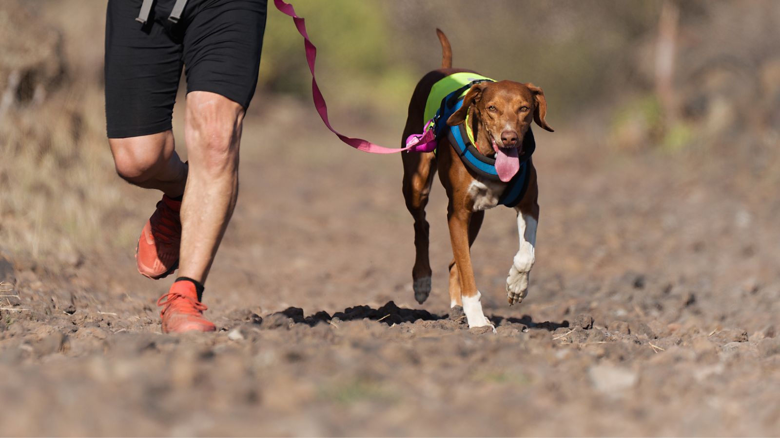 perros deportistas perros deportistas