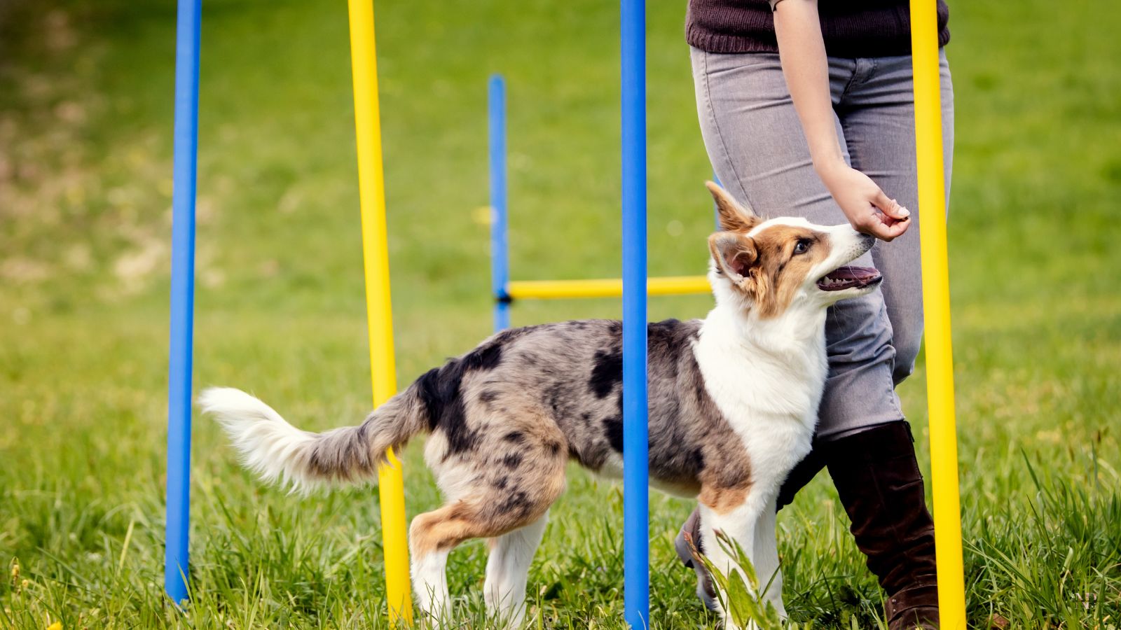 perros para agility perros para agility