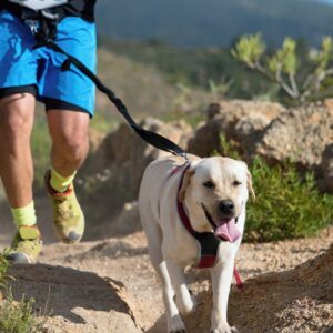 perros para canicross perros para canicross