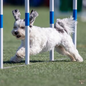 perros para deportistas perros para deportistas