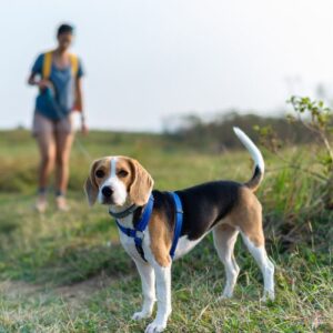 perros para hacer deporte perros para hacer deporte