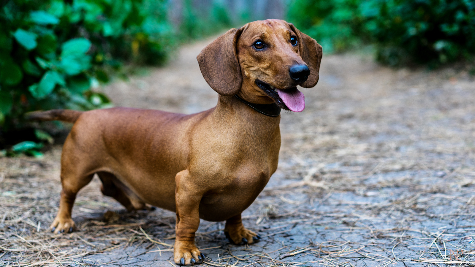 Perros traviesos Perros traviesos