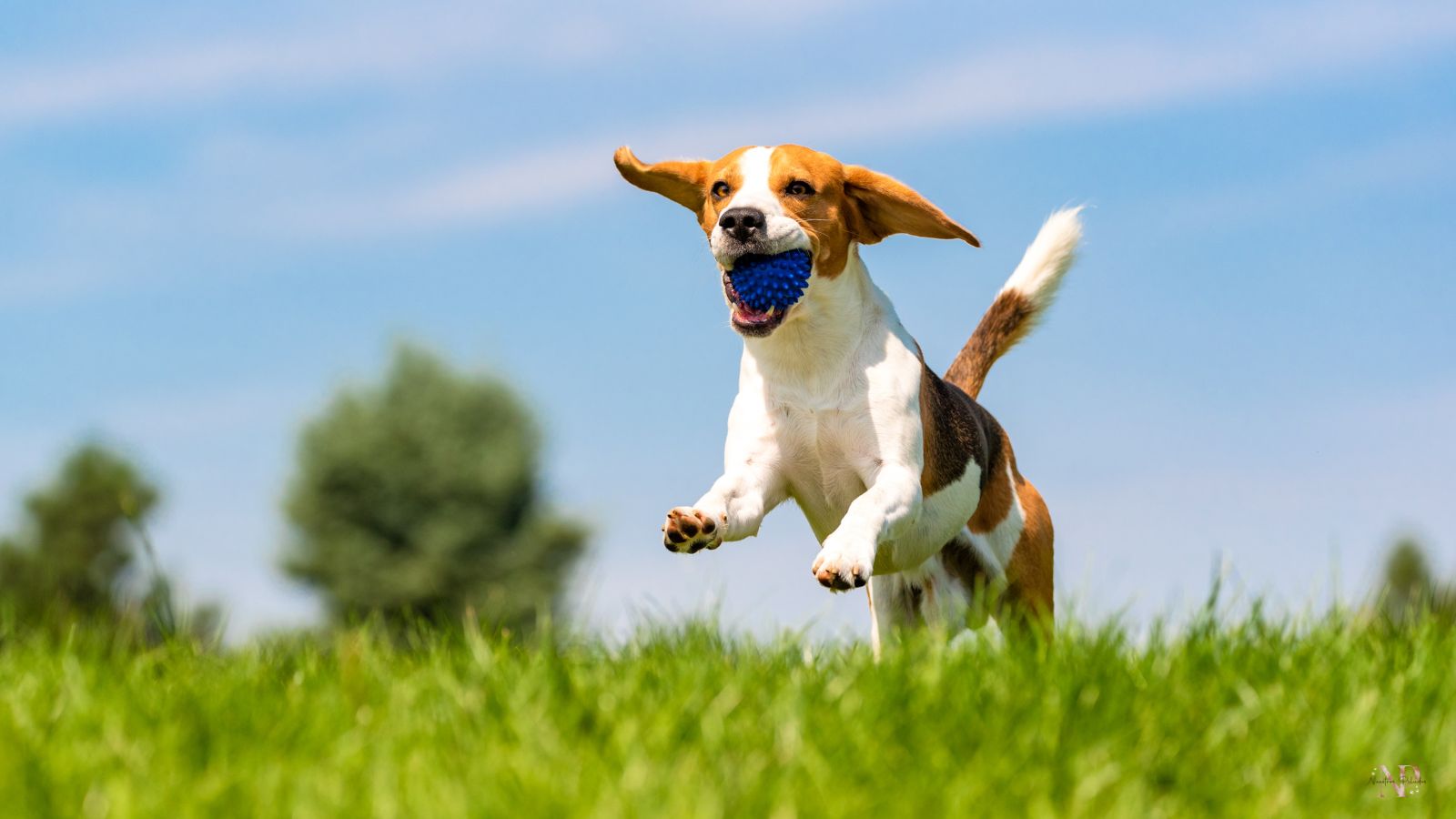 perro juguetón perro juguetón