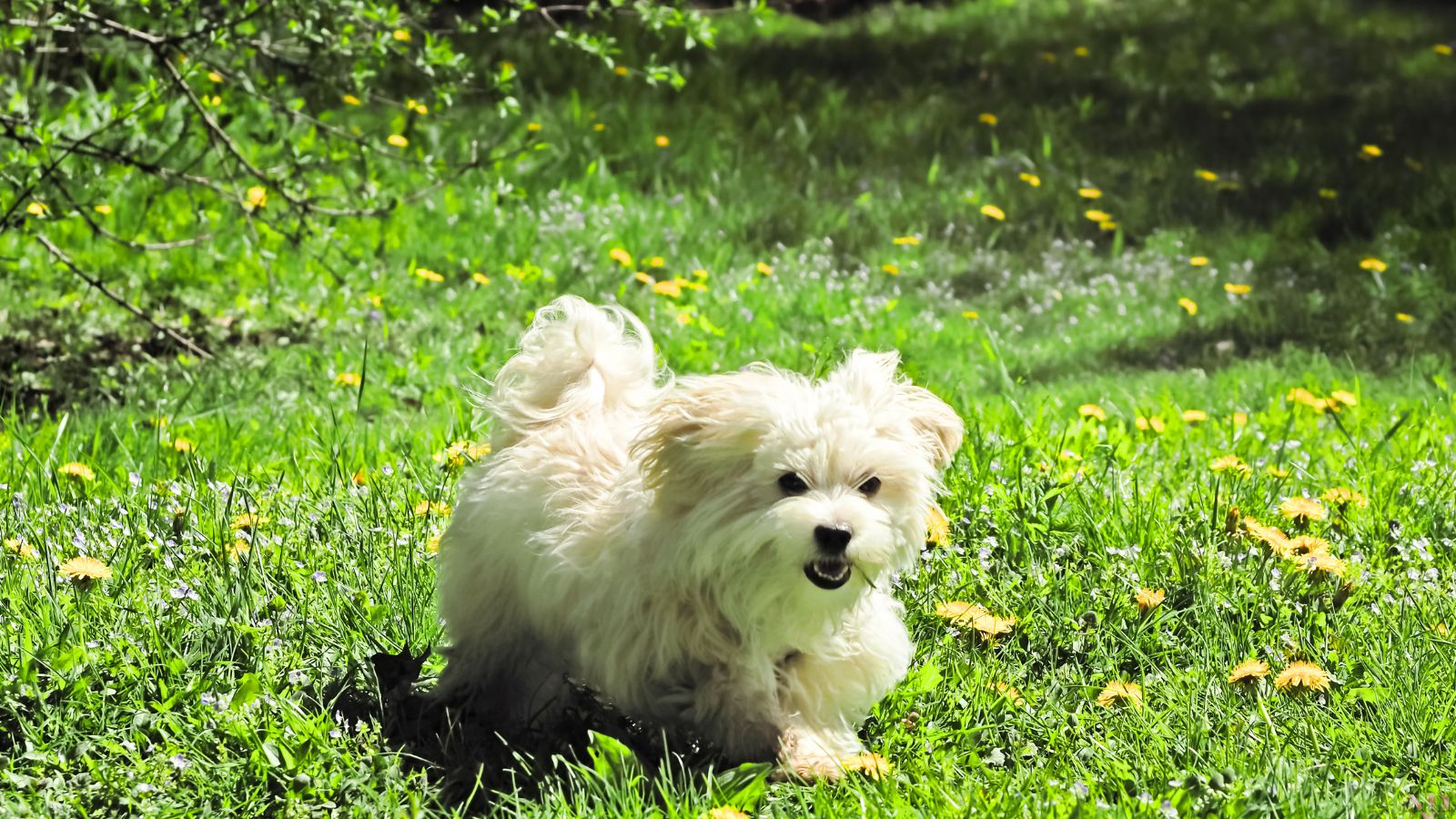 perro pequeño y fino