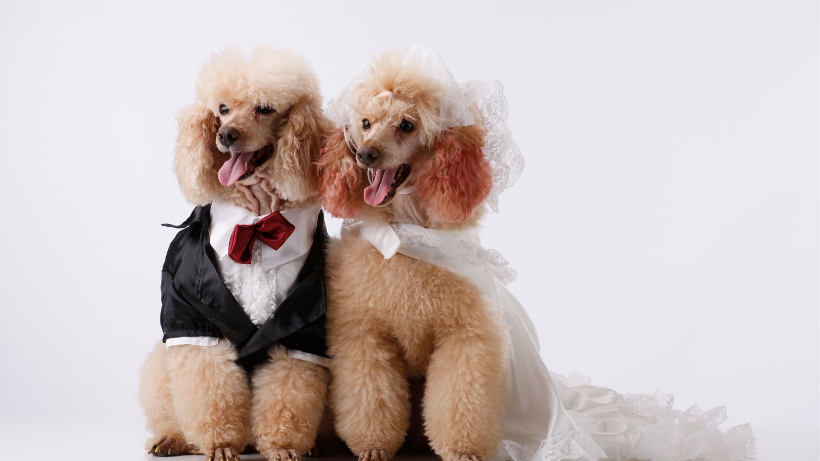 perros con clase perros con clase