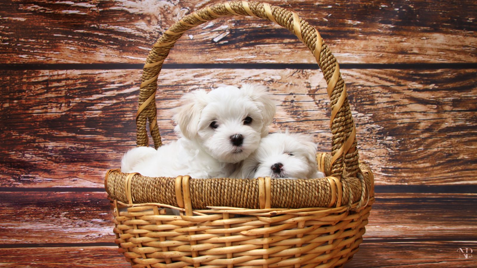 perros elegantes grandes perros elegantes grandes
