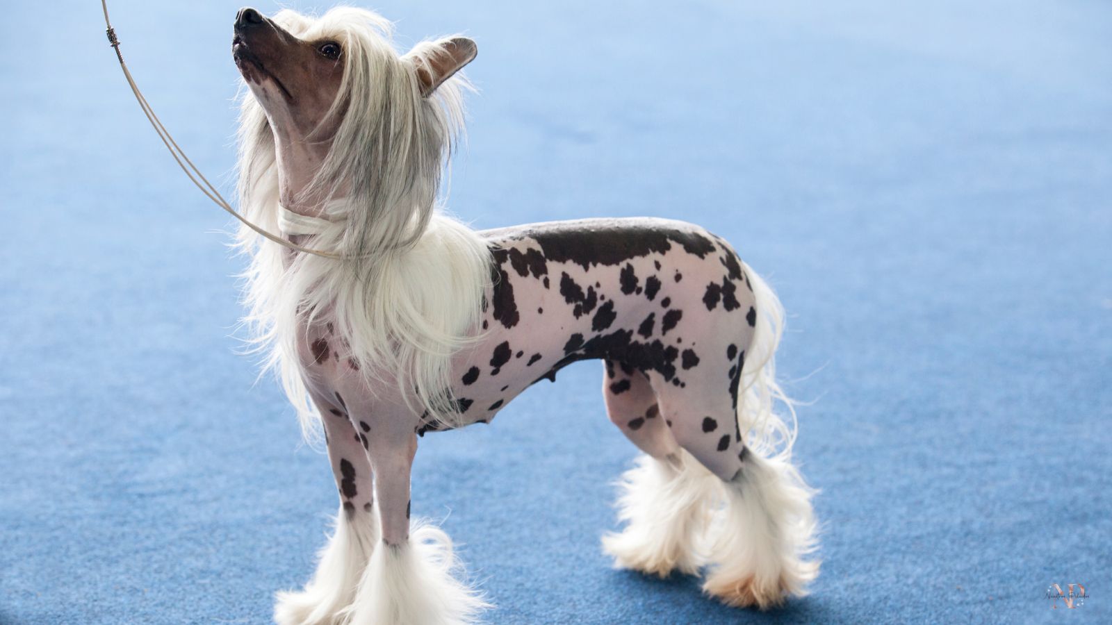 perros elegantes razas perros elegantes razas