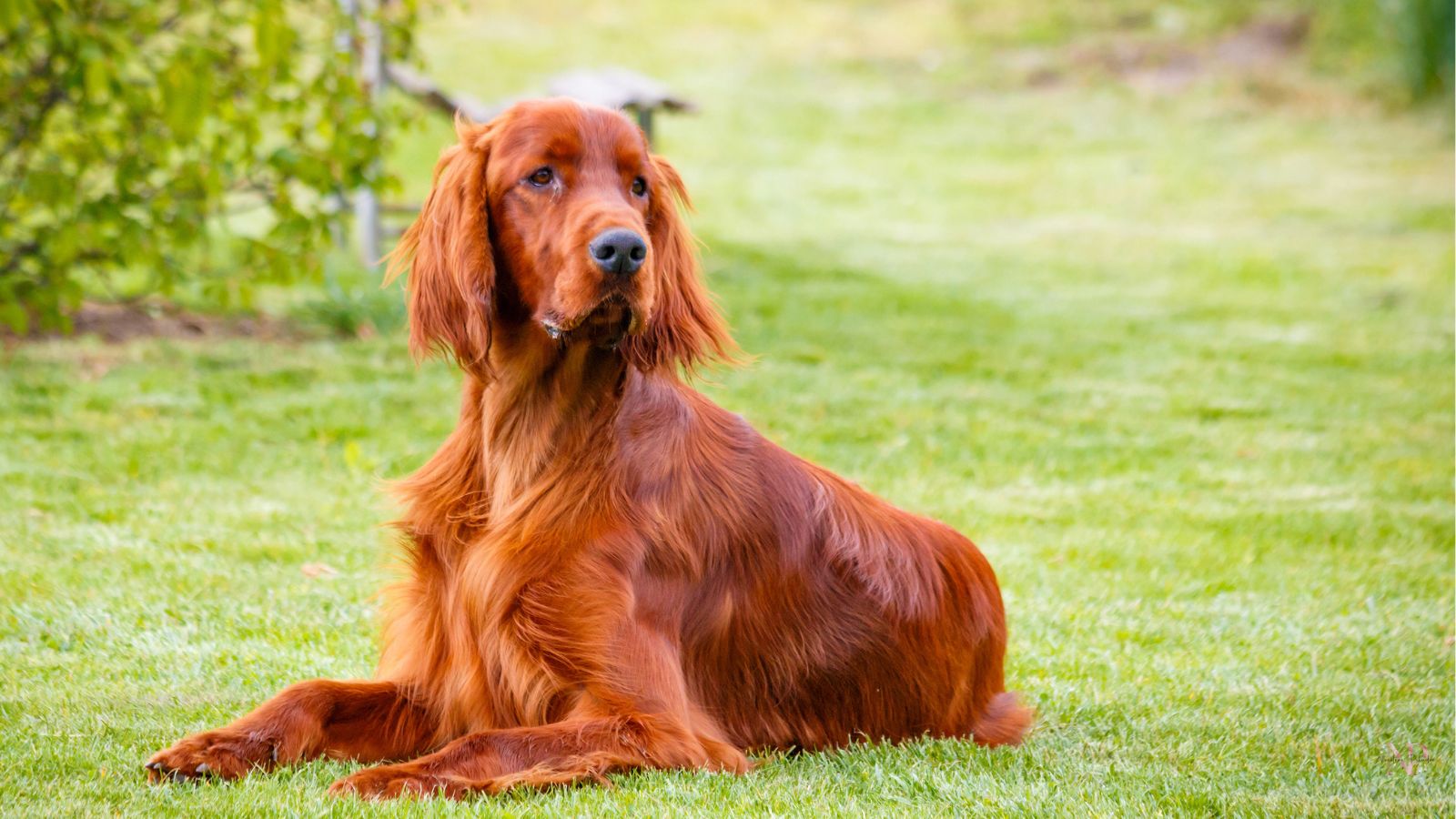 razas de perros elegantes razas de perros elegantes