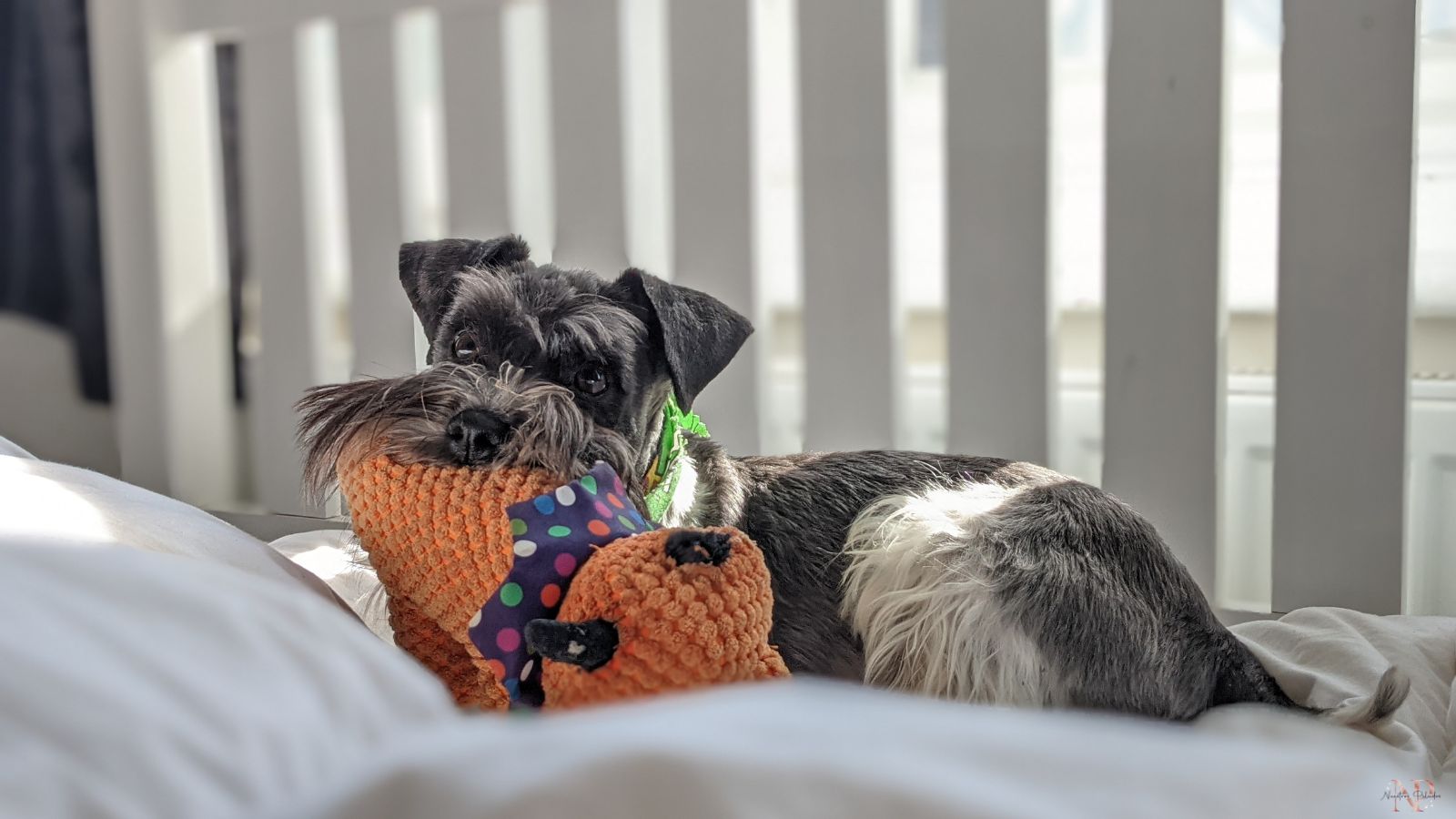 schnauzer mini divertido schnauzer mini divertido