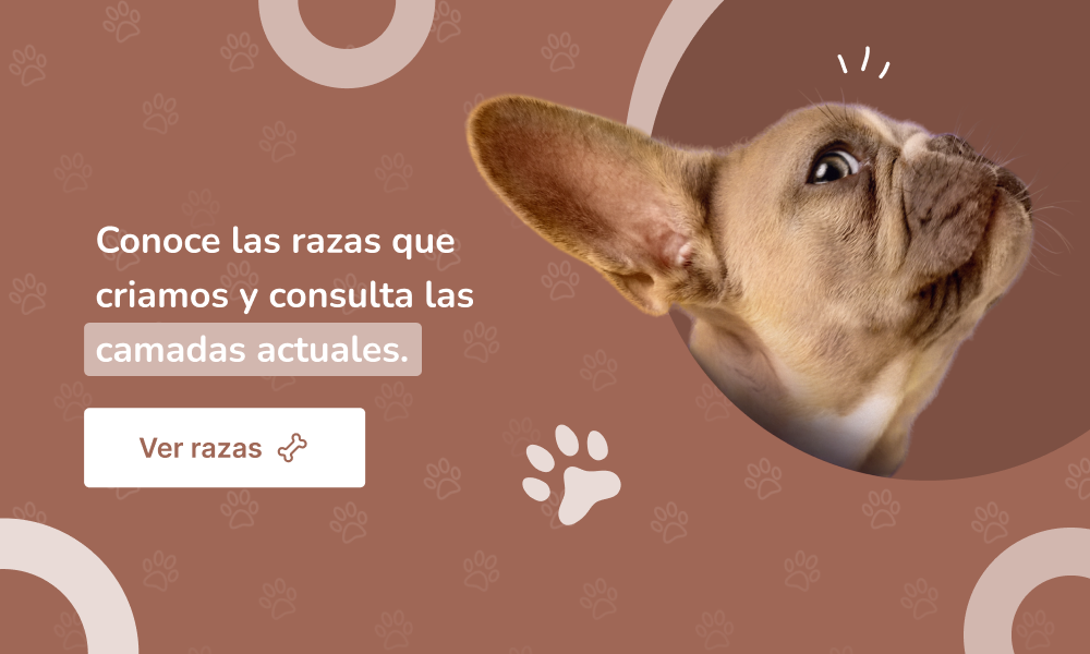 perro salchicha de mayor