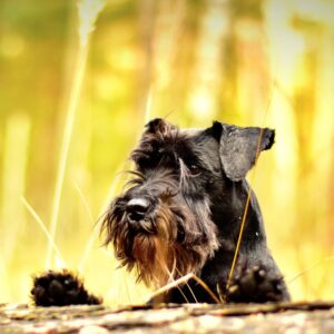 Perros con barba
