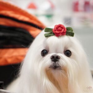 bichon mlates pelo liso