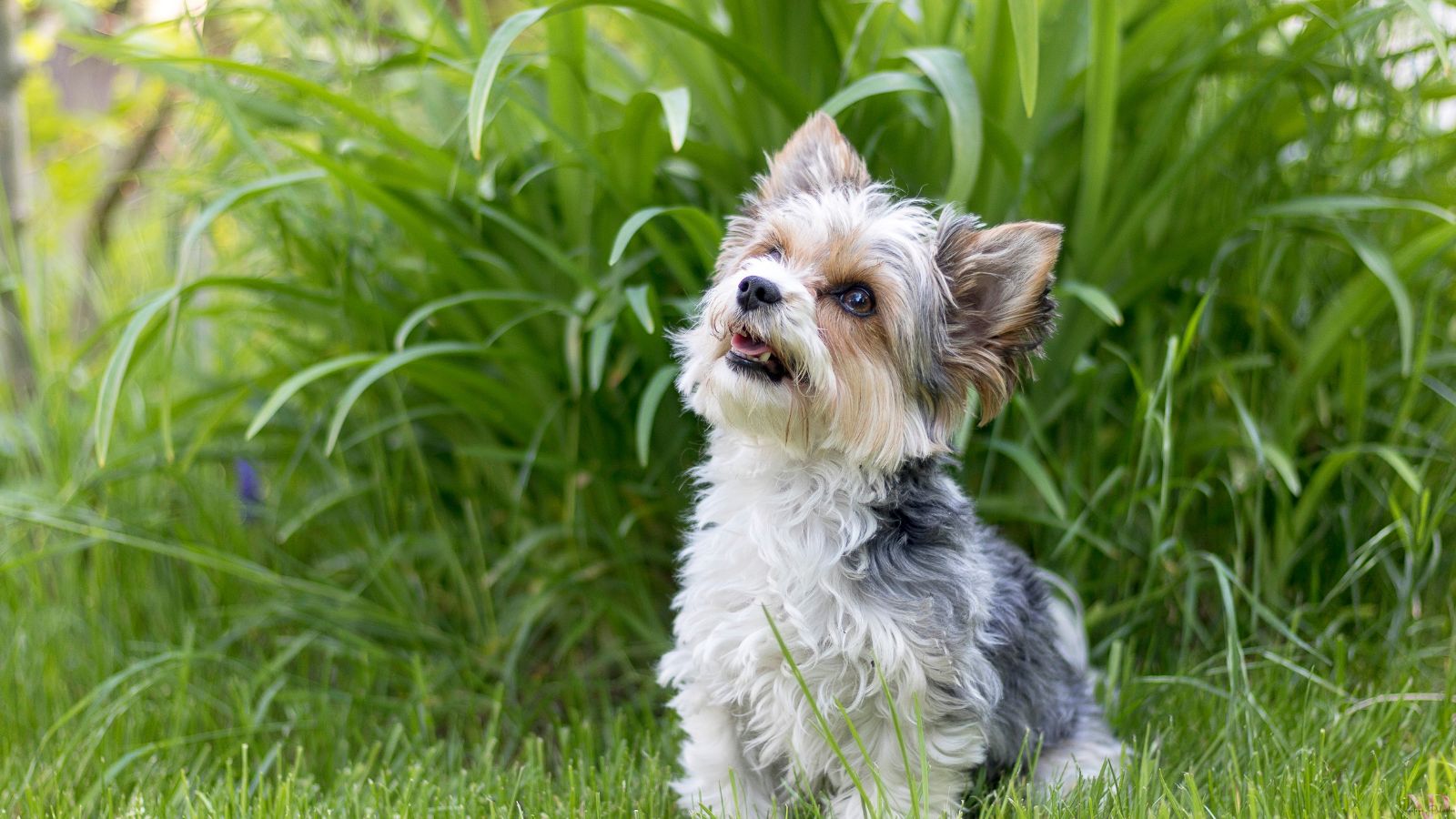 cachorro con bigote cachorro con bigote