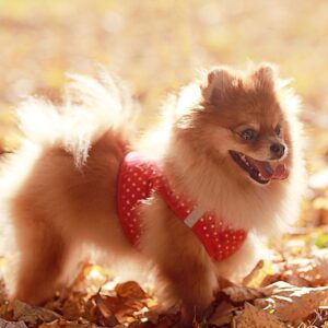 tipos de perros pequeños