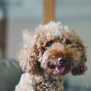 caniche toy adulto