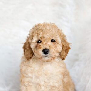 caniche toy bebe