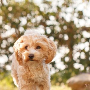 colores del Maltipoo